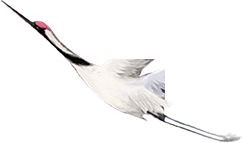 鹤